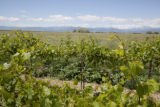 Colorado vineyard growing University of MInnesota grape varieties.