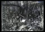 Ruffed Grouse nest and eggs