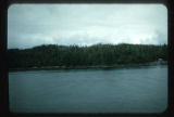 Dead tree tops and high proportion of coast pine