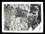 Flicker feeding young at hole