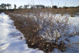 Blueberry breeding, winter hardiness testing by the University of Minnesota.