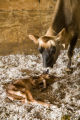 Newborn calf with mother, on shredded newspaper bedding, Skiba family Jersey dairy farm, "Diamonds Farm" in Isanti County, between Cambridge and North Branch.
