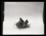 Scarlet Tanager, three juveniles in nest