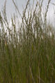 Perennial ryegrass plots, University of Minnesota research near Roseau, Minnesota at the Magnuson Research Farm.
