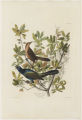 Plate 187 (Plate CLXXXVII), Boat-tailed Grackle