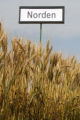 Norden' wheat.