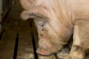 Teaser boar used in the University of Minnesota's swine breeding program.