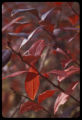 Blueberry plant in fall color.
