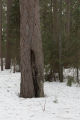 Fire scar on red pine and pine needles, bark and other forest litter on top of snow near the end of winter. Cloquet Forestry Center of the University of Minnesota.