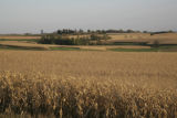 Farms in Wabasha County, near the bluffs overlooking Lake Pepin.