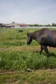 Forage quality and palatability research by agronomist Craig Sheaffer and equine researcher Krishona Martinson, University of Minnesota.