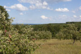 Old apple trees overlooking Lake Superior.