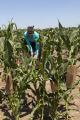 Rex Bernardo's corn breeding plots, St. Paul Campus, University of Minnesota.