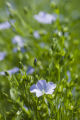 Organic grown flax at University of Minnesota test plots in Polk County, Minnesota.