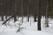 Forest on the Cloquet Forestry Center of the University of Minnesota.