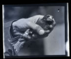 Evening Grosbeak, banded bird held in hand