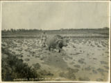 First the fields are flooded and then begins the plowing: first steps toward the crop.