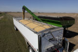 Harvesting soybeans on the Craven farm in Jackson County, Minnesota.