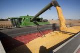 Combine harvesting corn at the University of Minnesota, Rosemount Research and Outreach Center.