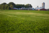 Dairy farm alfalfa field, July, Stearns County, Minnesota.