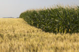 Corn tasseling and wheat field, SIbley County, Minnesota.