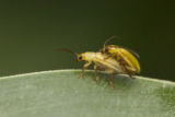 Corn rootworms mating.