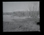 Duck background