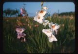 Gladiolas