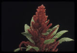Amaranth