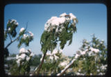Snow on Sumac