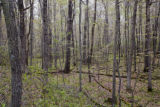 Low lying, mixed maple-basswood-elm hardwood forest in early spring. South side of Leech Lake, Minnesota.