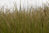 Perennial ryegrass plots, University of Minnesota research near Roseau, Minnesota at the Magnuson Research Farm.