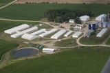 Pig farm with manure lagoon, Waseca County.
