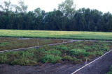 Resistance to late blight in potatoes.