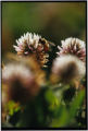 Turf grass
