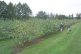 Apple breeding at the University of Minnesota.