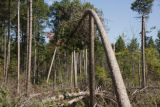 Blow down of old red and white pines on the Chippewa National Forest, Minnesota, in July, 2012.