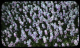 Lupinus Manus, Carmel, California