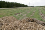 Baslam fir trees mulched with wood chips in Christmas tree plantation.
