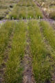 Perennial ryegrass (left) breeding.