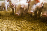 Alternative swine production research at West Central Research and Outreach Center, Morris.