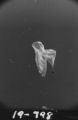 Flight 19 image 798
