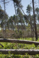 Blow down of old red and white pines on the Chippewa National Forest, Minnesota, in July, 2012.