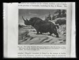 Prehistoric animals, Woolly rhinoceros, painting by Charles R. Knight printed in a publication