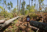Blow down of old red and white pines on the Chippewa National Forest, Minnesota, in July, 2012.