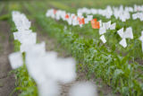 Corn research at The University of Minnesota, Southern Research and Outreach Center, Waseca.