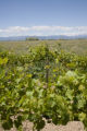 Colorado vineyard growing University of MInnesota grape varieties.