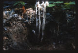 Monotropa uniflora