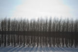 Hybrid aspen, Kandiyohi County, Minnesota, in March.