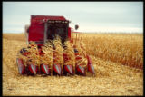 Corn harvest, Ashby, Minnesota